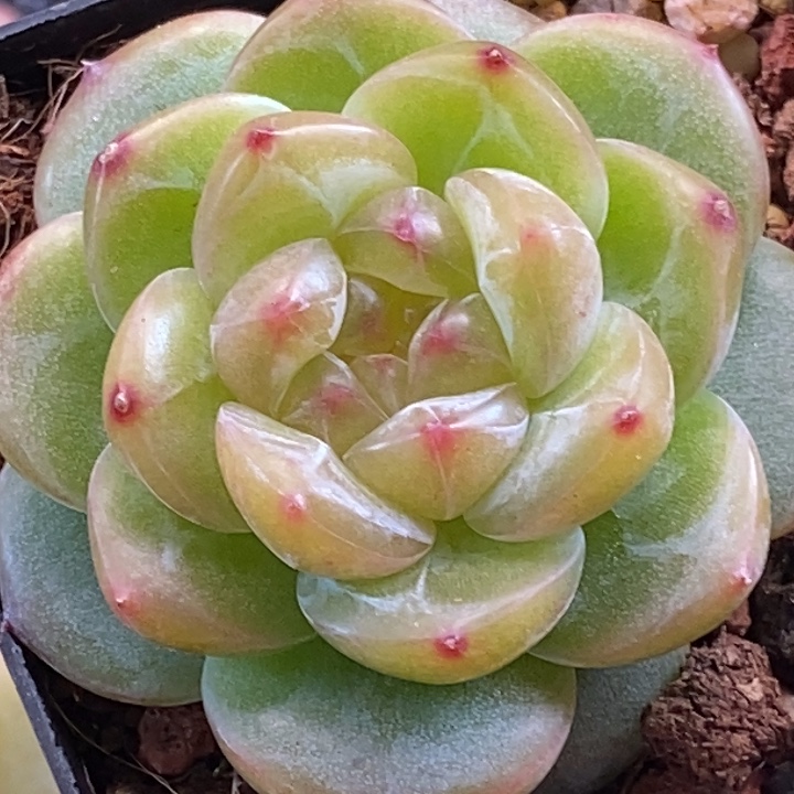 天官赐福百无禁忌