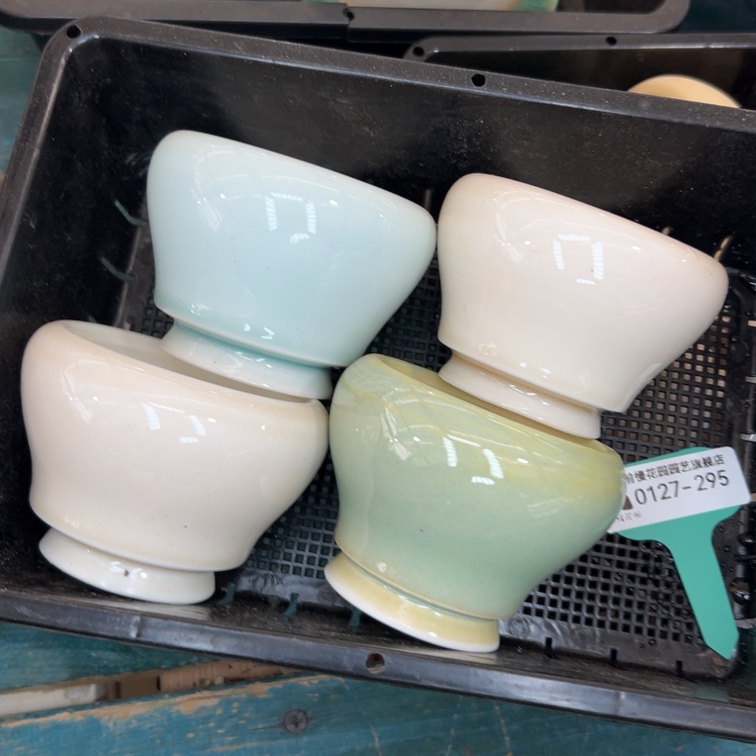 多肉一物一拍0127-295