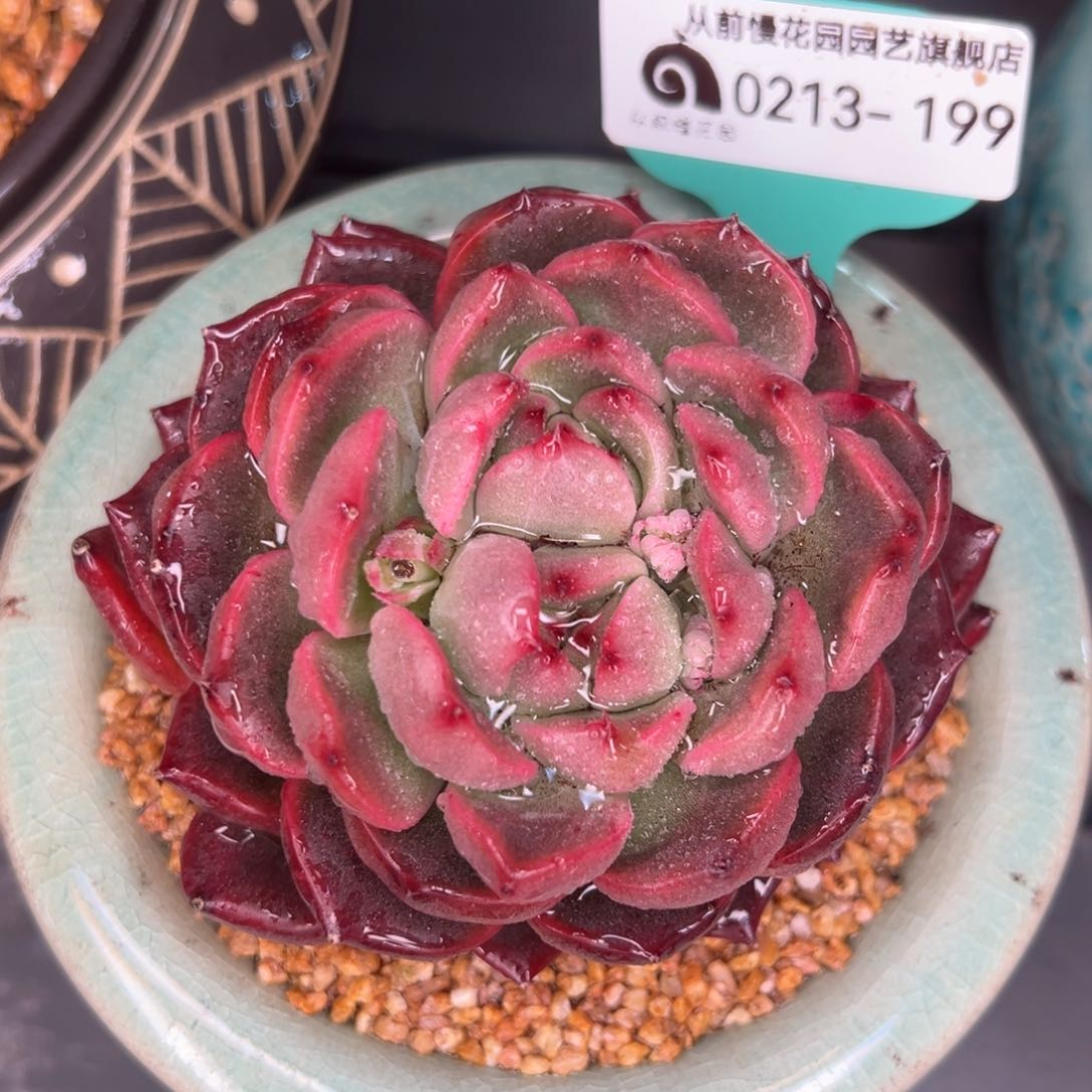 从前慢多肉精选编号0213.199