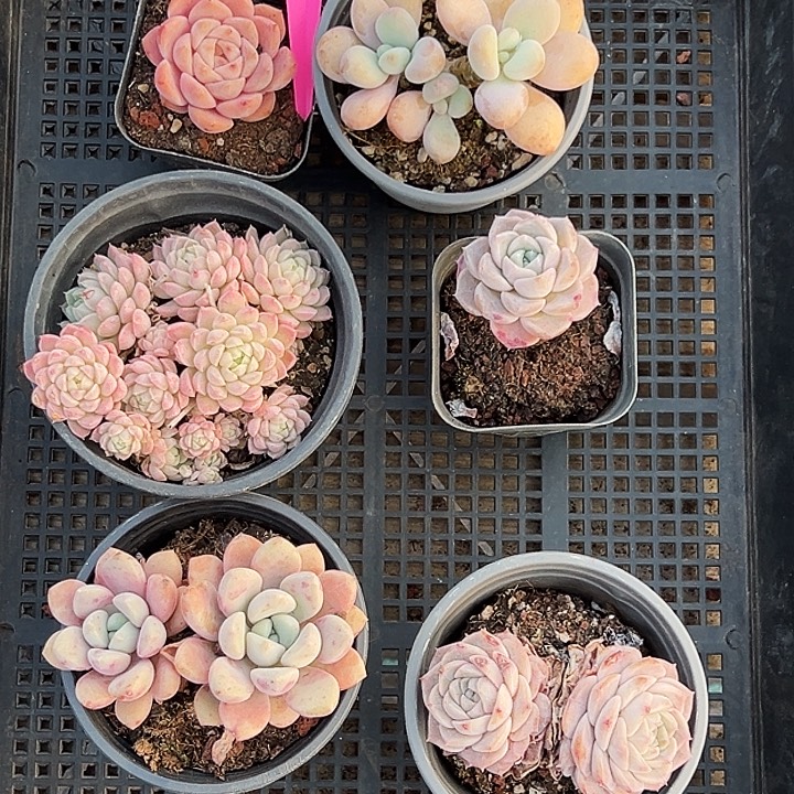 祈***羽        31056号框。    