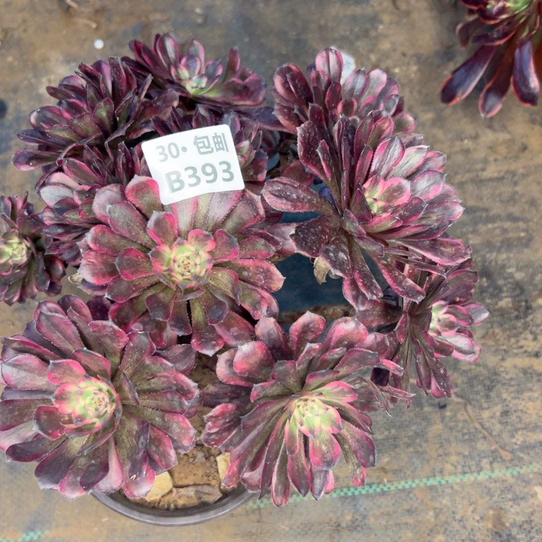 393 多肉不包断枝