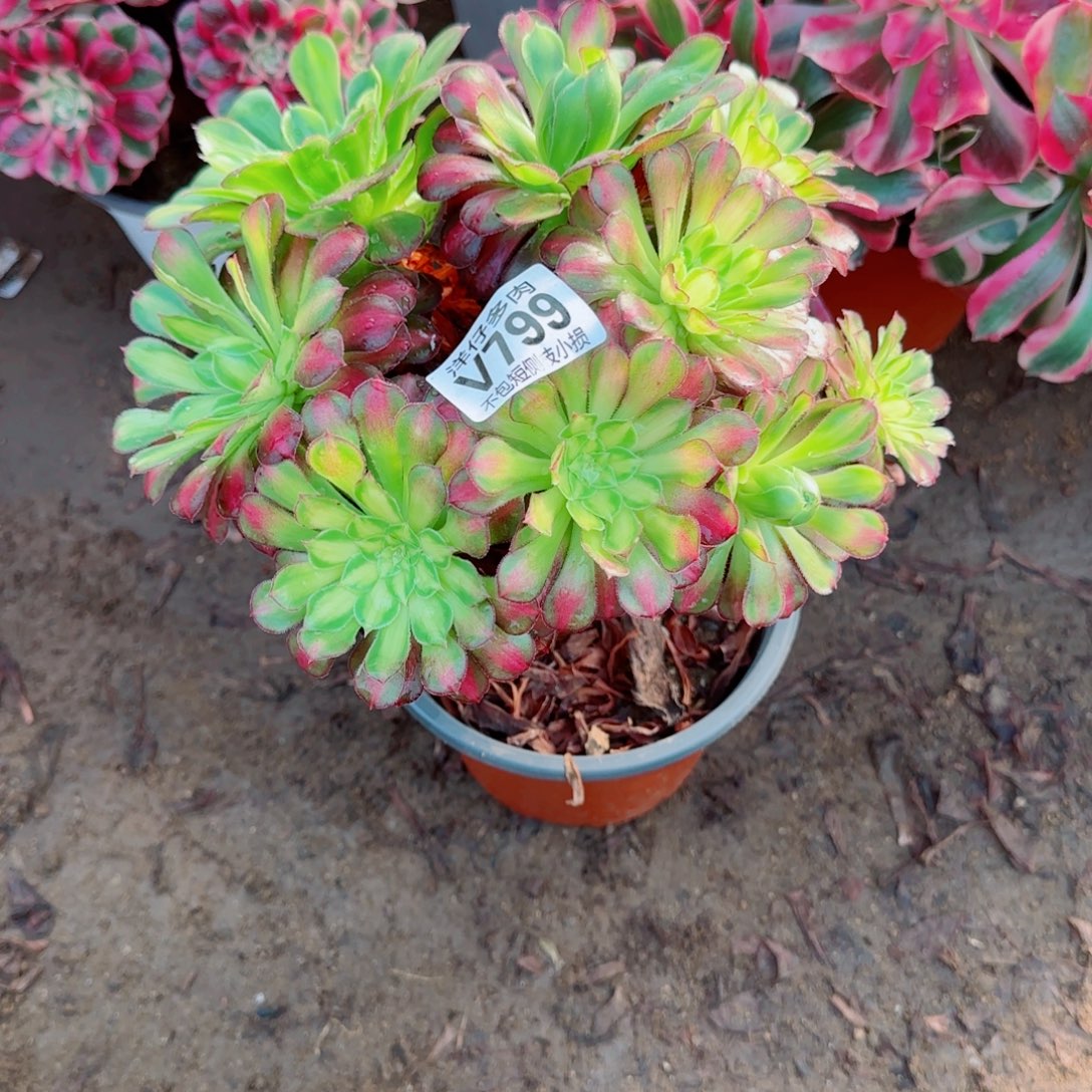 童颜发师799冠幅20