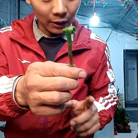 茶黑卷一颗！！！！！！！