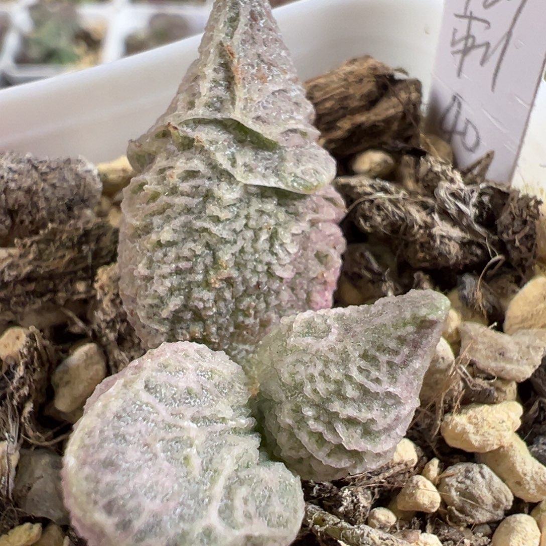 w倒刺多肉植物水泡