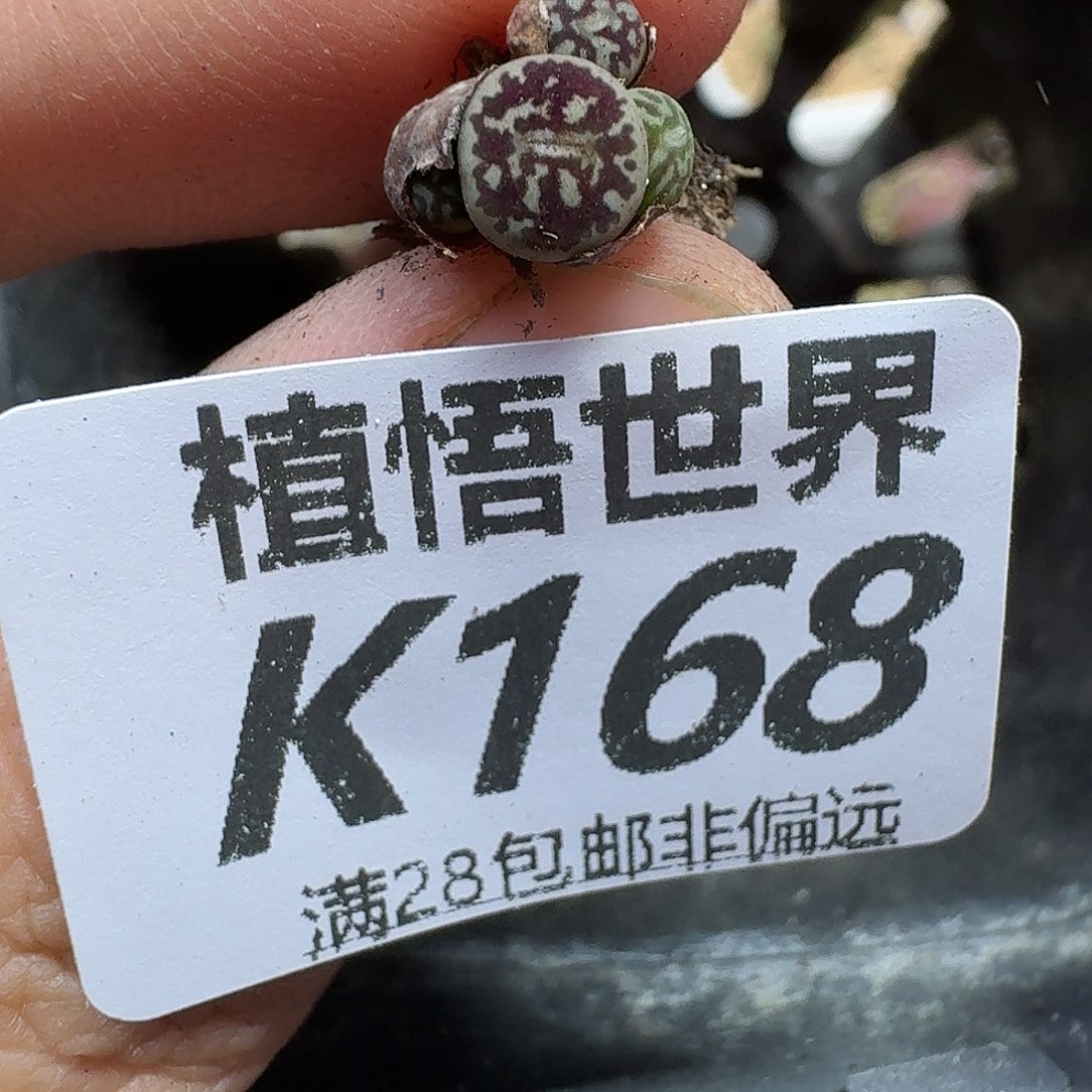 多肉植物的是rggh