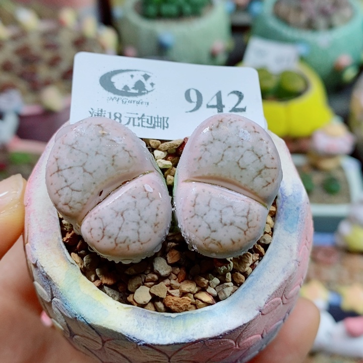 生石花花花花花花942