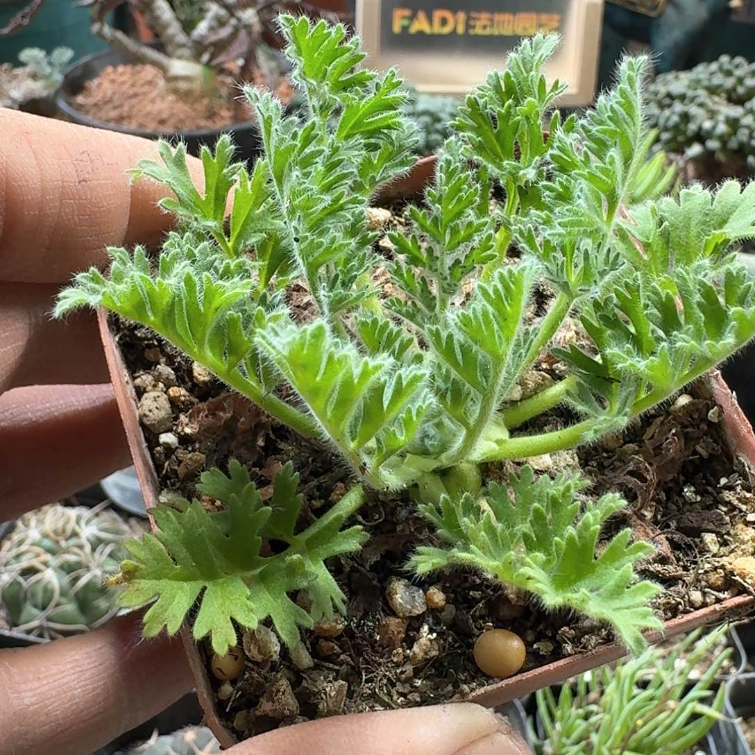 217羽叶洋葵带盆发货一个随机