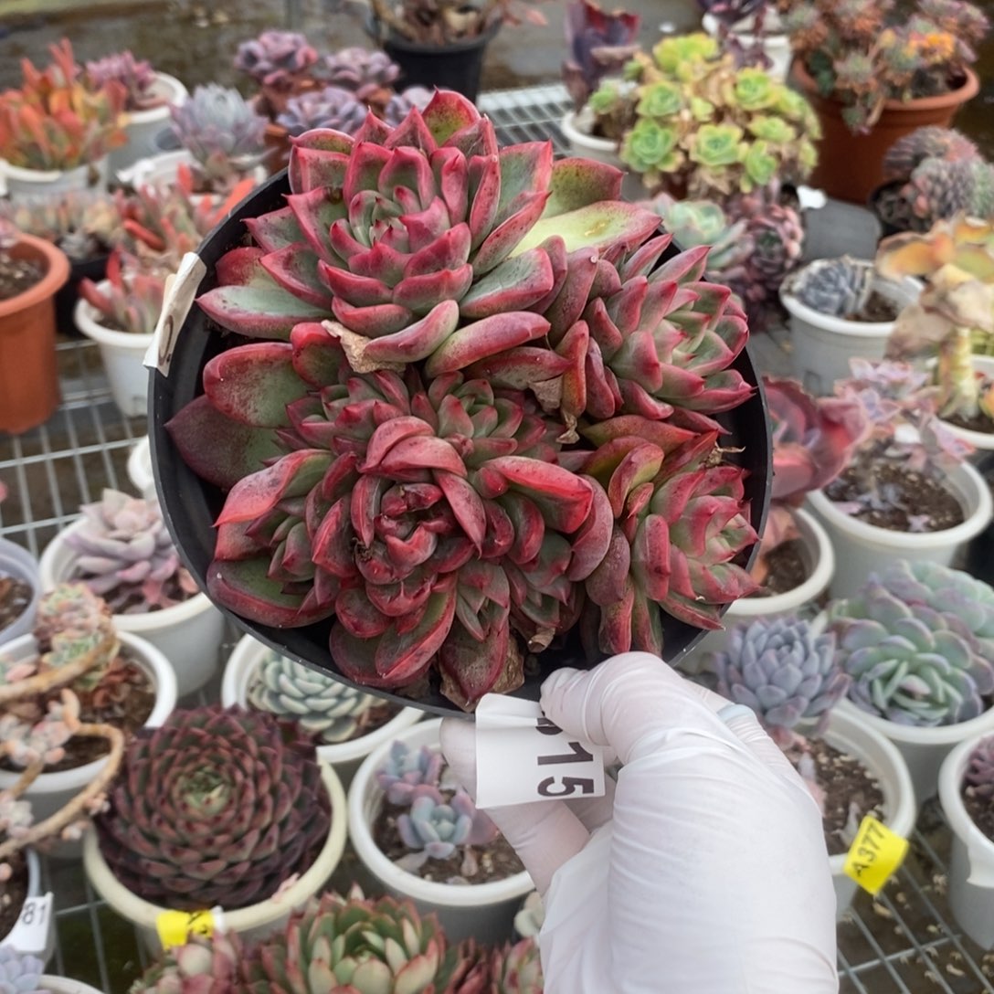 4815不知名一物一拍