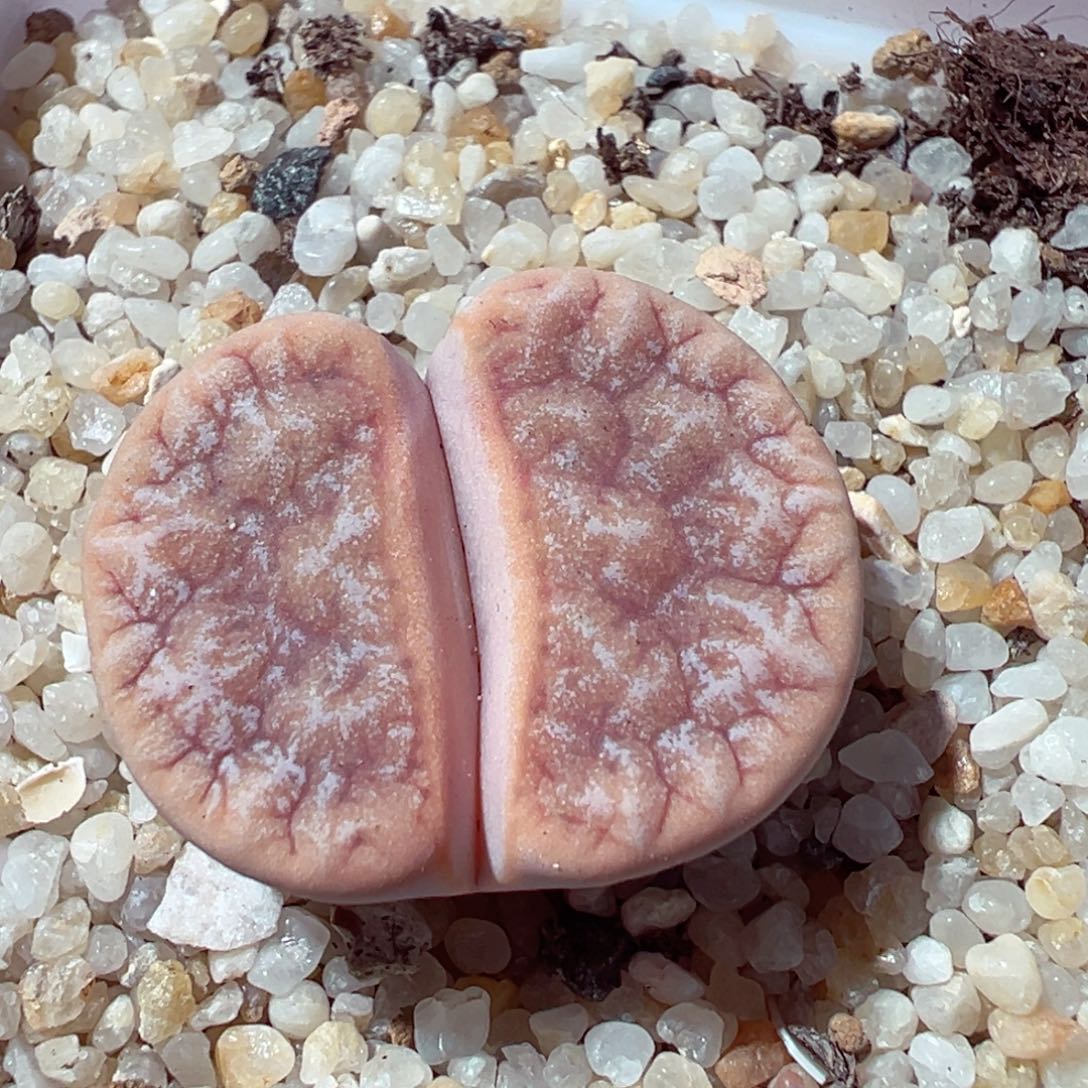 1130-898多肉多肉