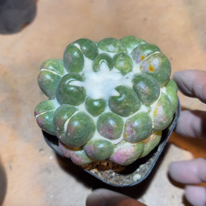 满38包邮2天凑单，脱土晾根发货多肉植物无刺象牙