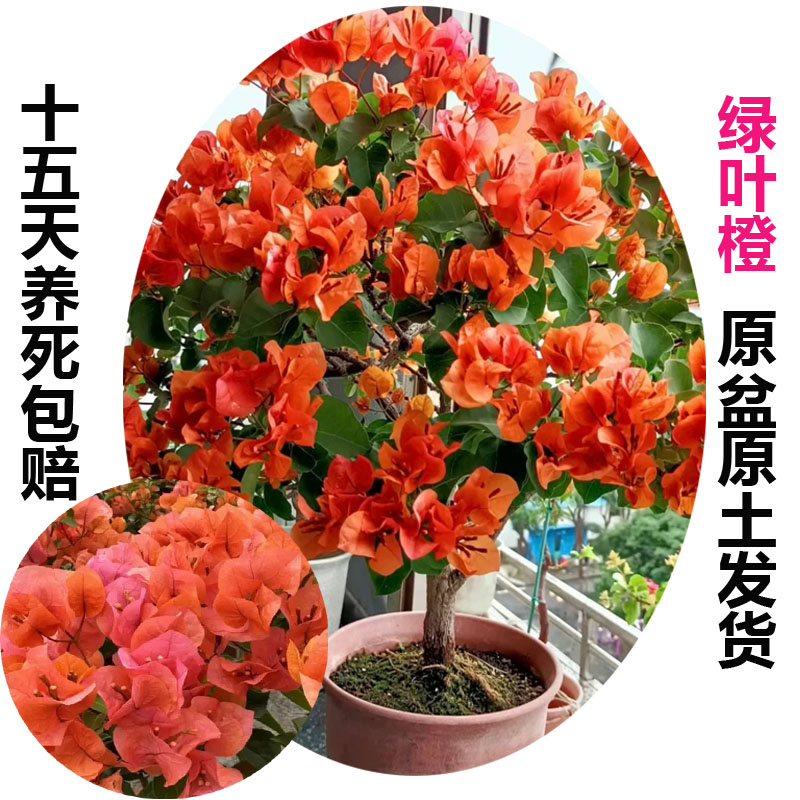 绿叶橙(三角梅)原生大苗四季开花老桩爬藤植物