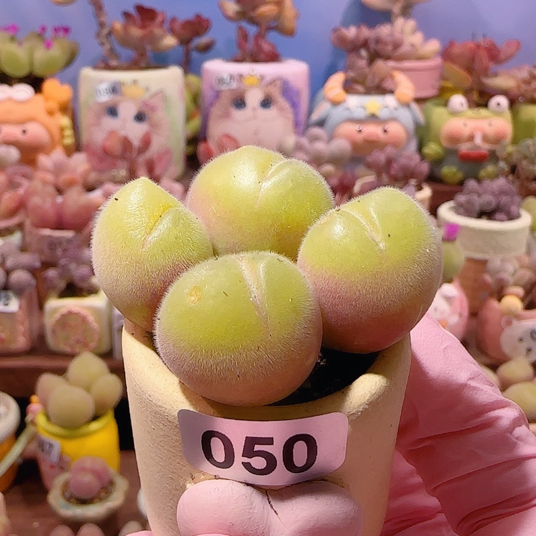 福利双色毛翠 盆口3cm