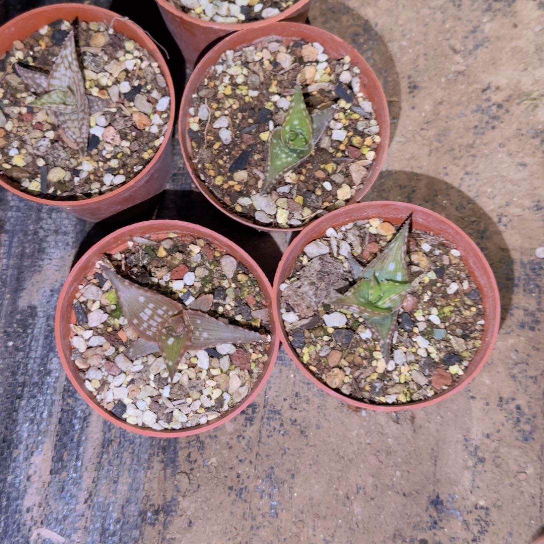 如*块根植物块根植物