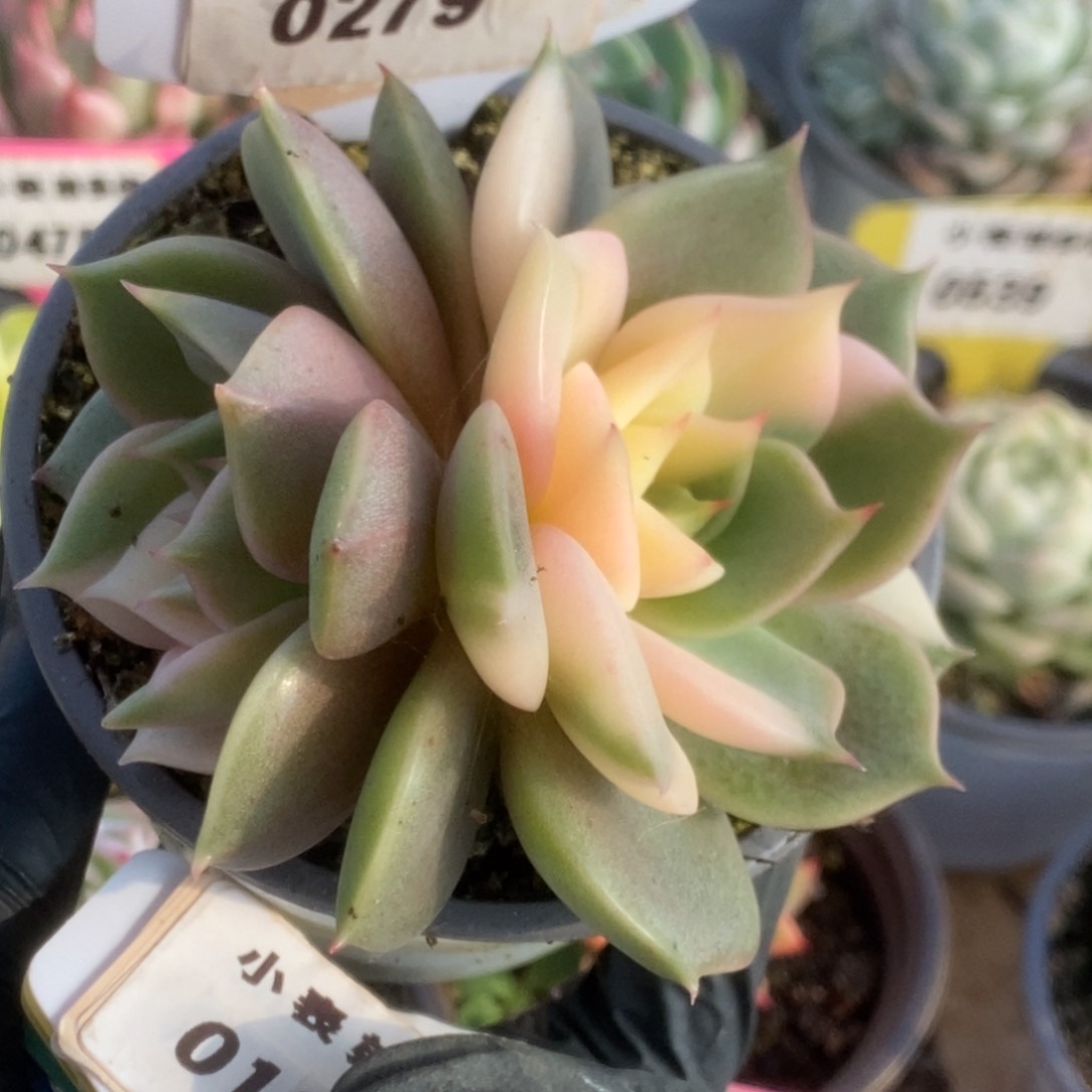 279贝加尔湖锦锦锦锦锦锦