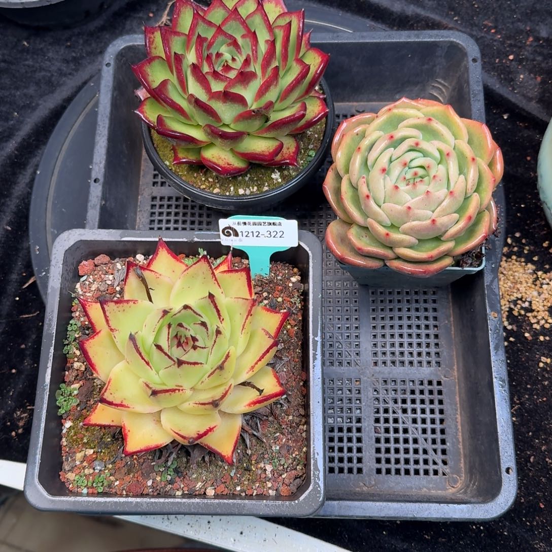 从前慢多肉精选编号1212.322