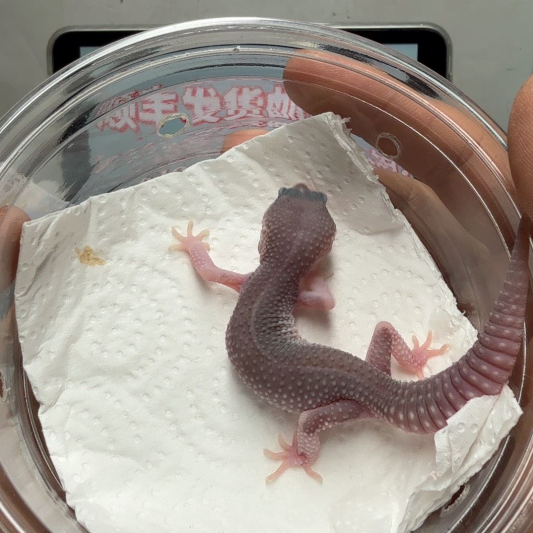 豹纹守宫午夜暴风雪妹妹