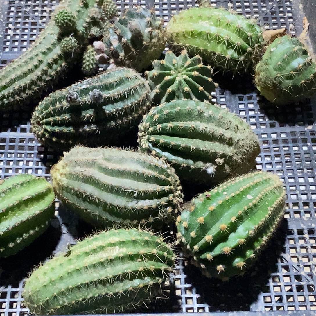 筐拍侧芽歪11个品 2