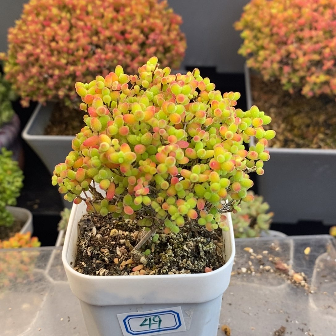 完全开放49号蜜橘糖球（6.5cm）