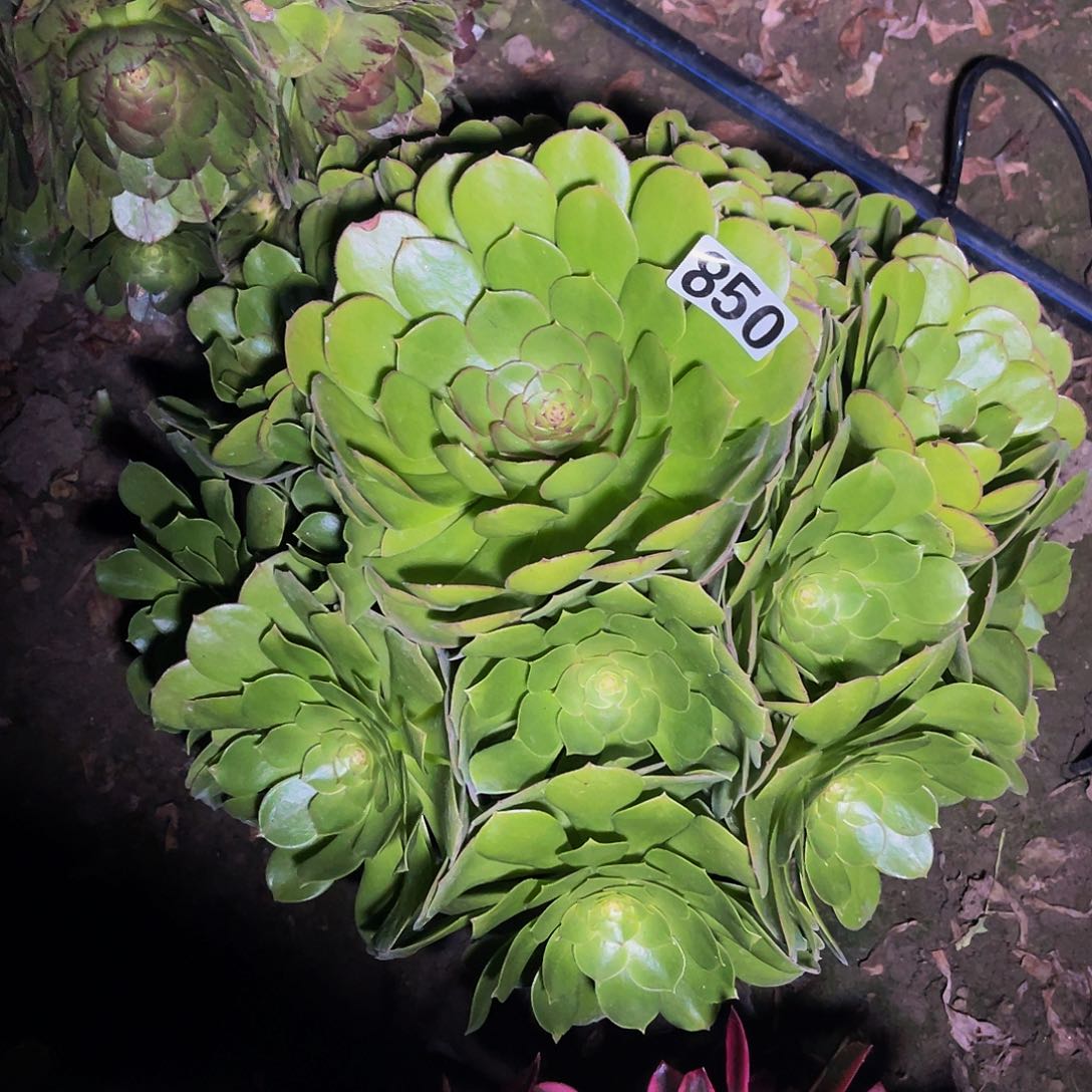 万圣节法师13-32包邮法师