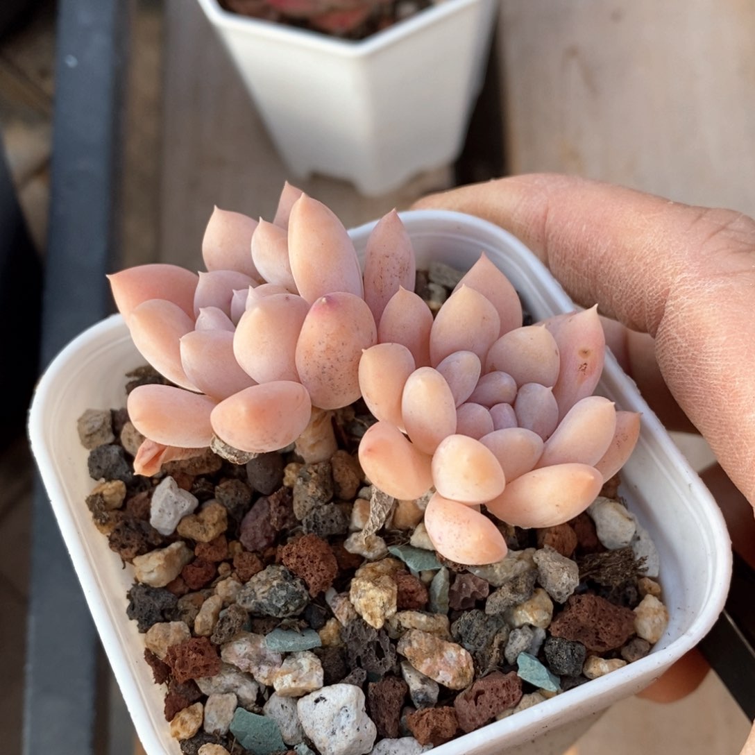 精品多肉一物一拍不包整140