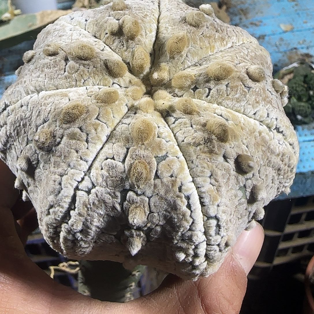 海星兜883仙人球开花