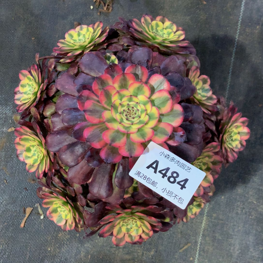 484维纳斯88888888