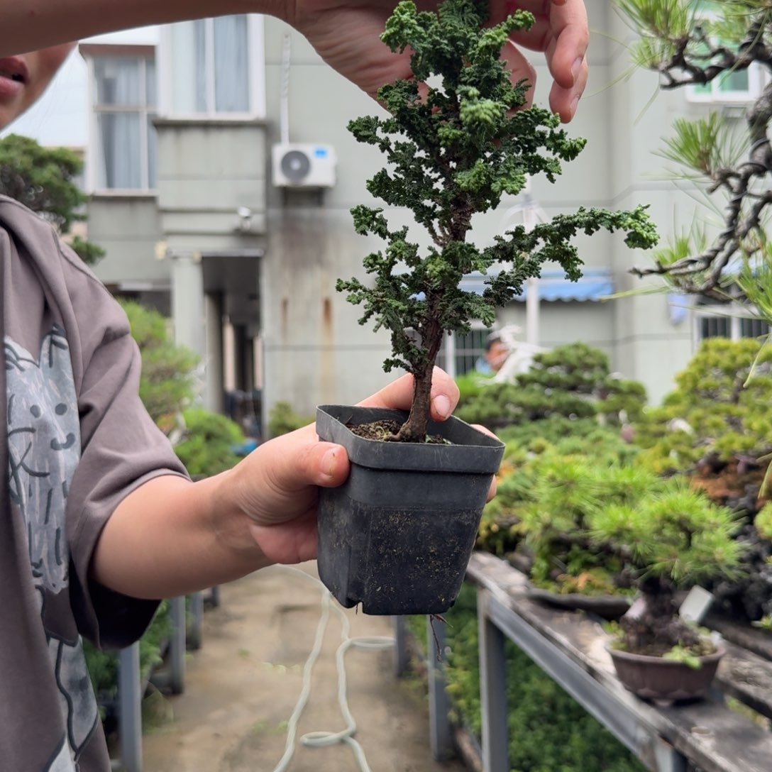难****无花朵石化会 中通快递