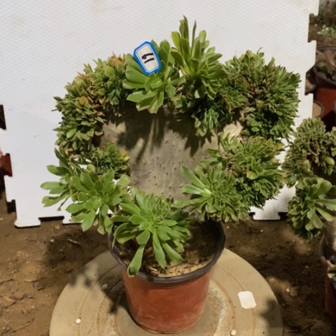 云**轻原始绿缀微瑕一物一拍