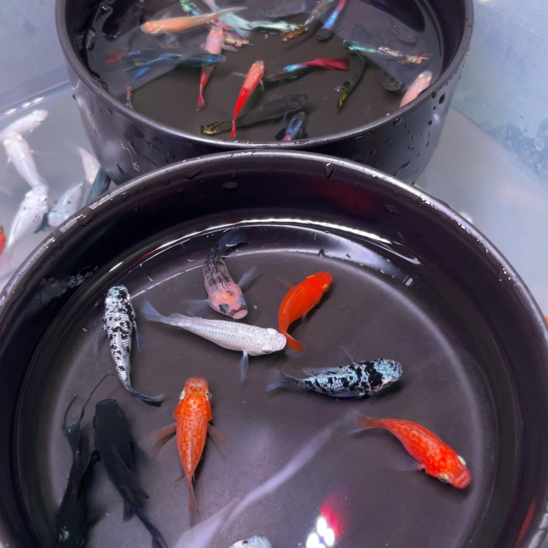 海水鱼玛丽球四色8+2备损