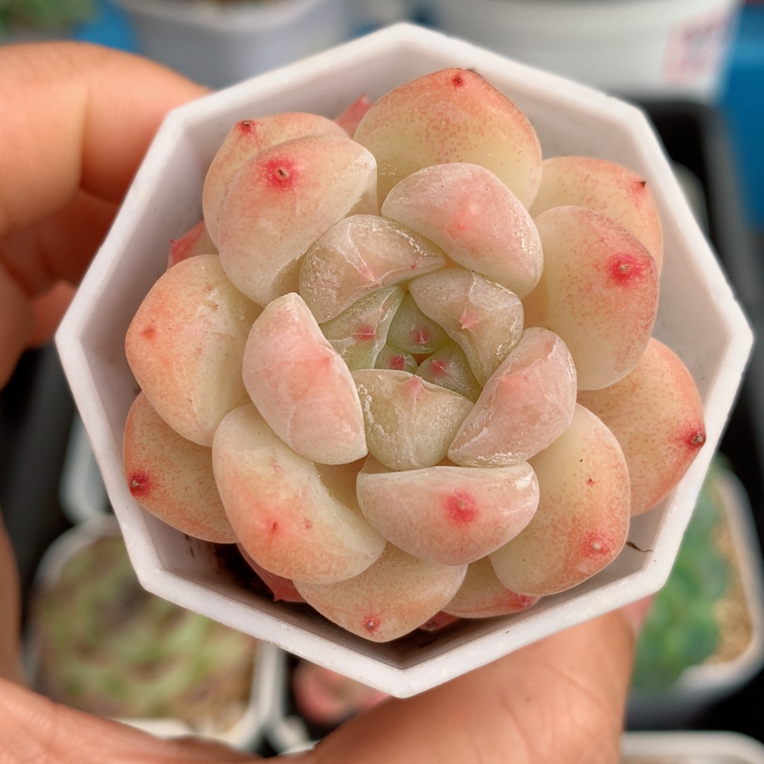 23糖心58包邮  群生不包整 