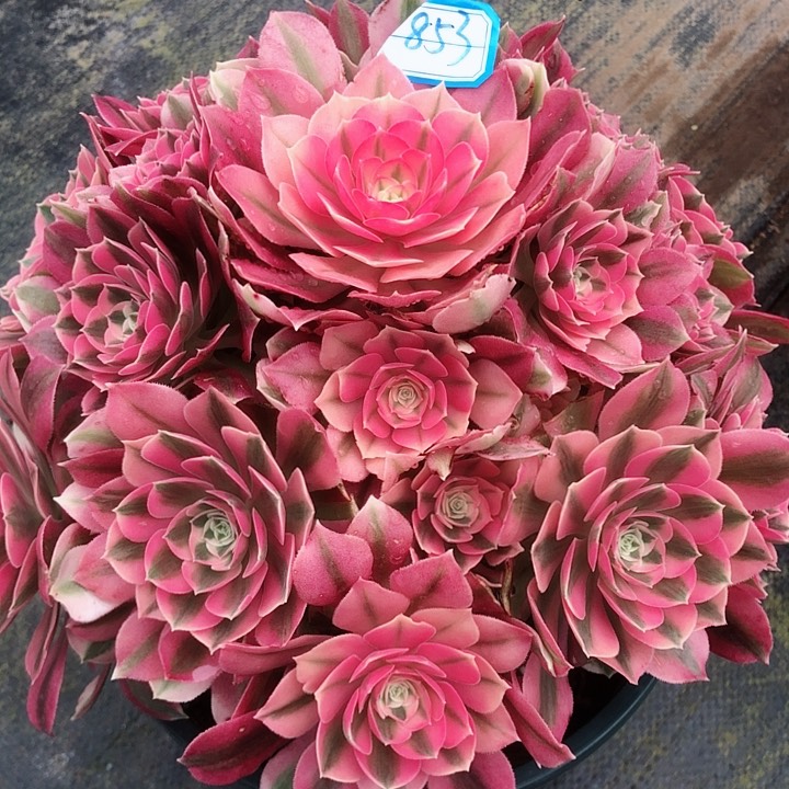 853粉女巫多肉法师