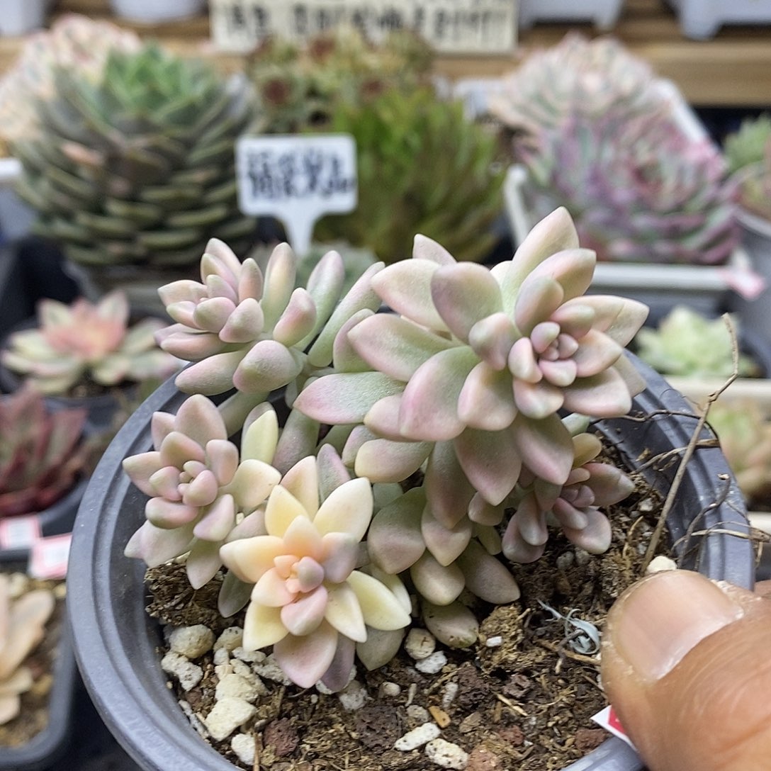 11113 姬秋丽锦多肉