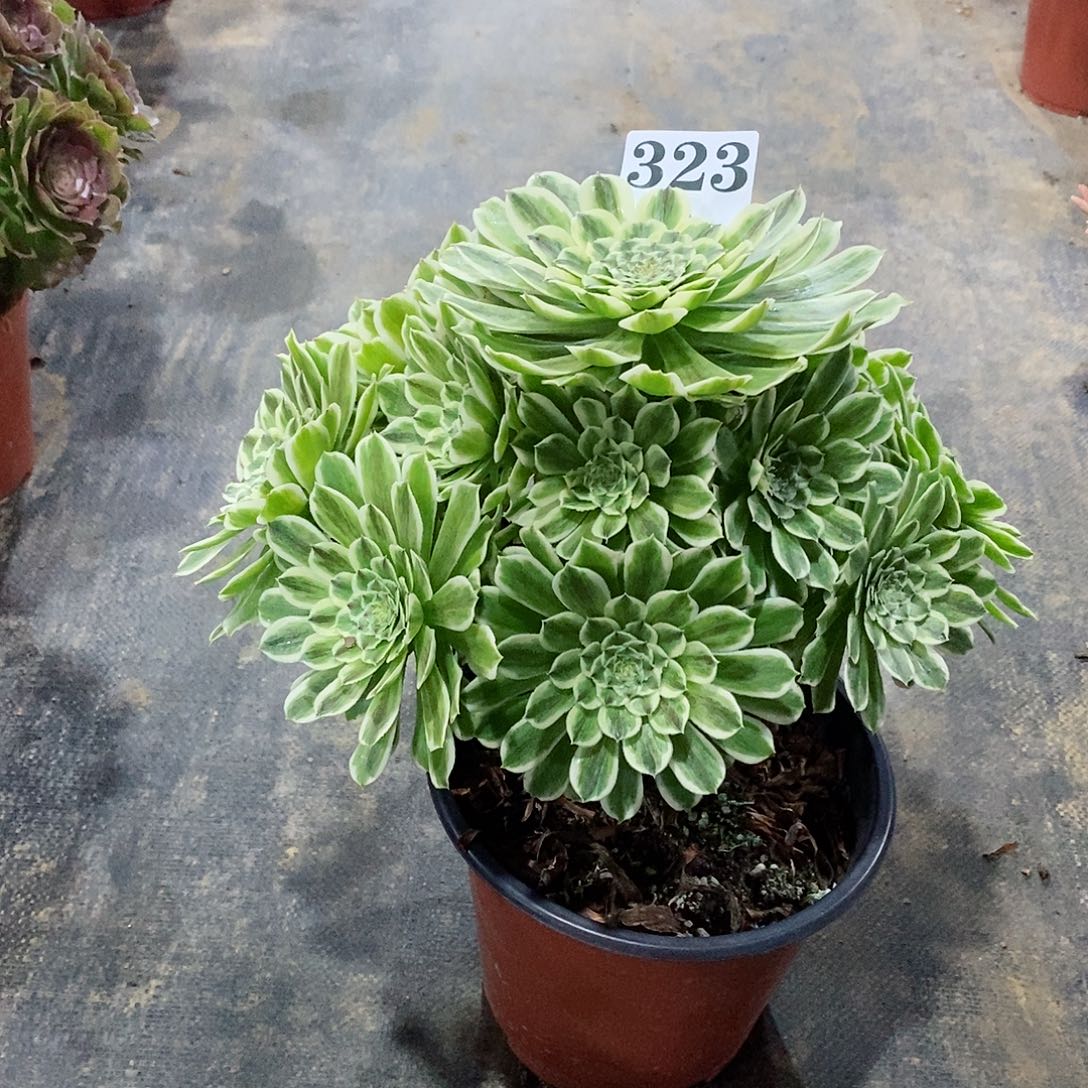 碧浪323多肉法师植物