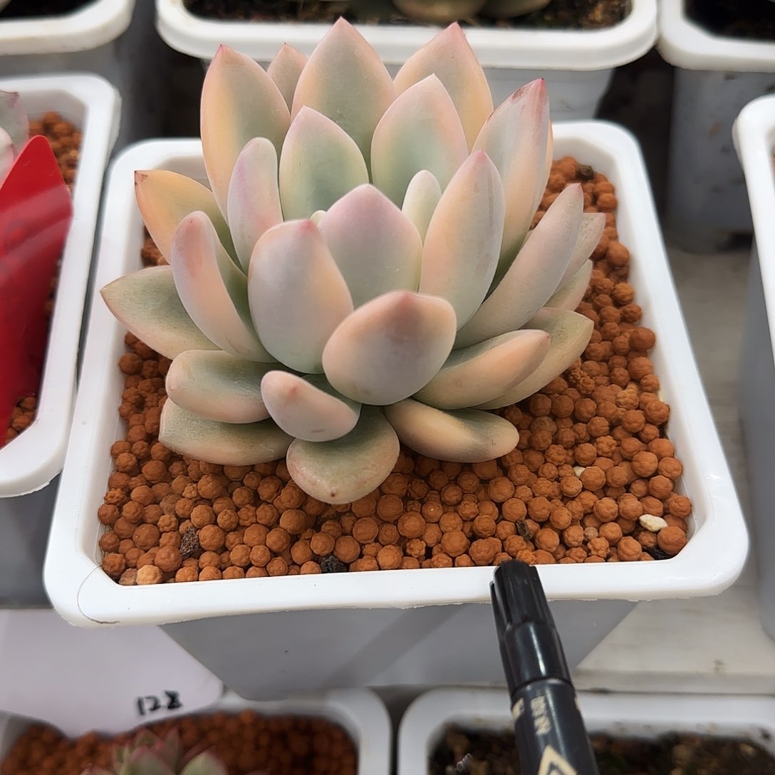 彩色奥普锦多肉植物