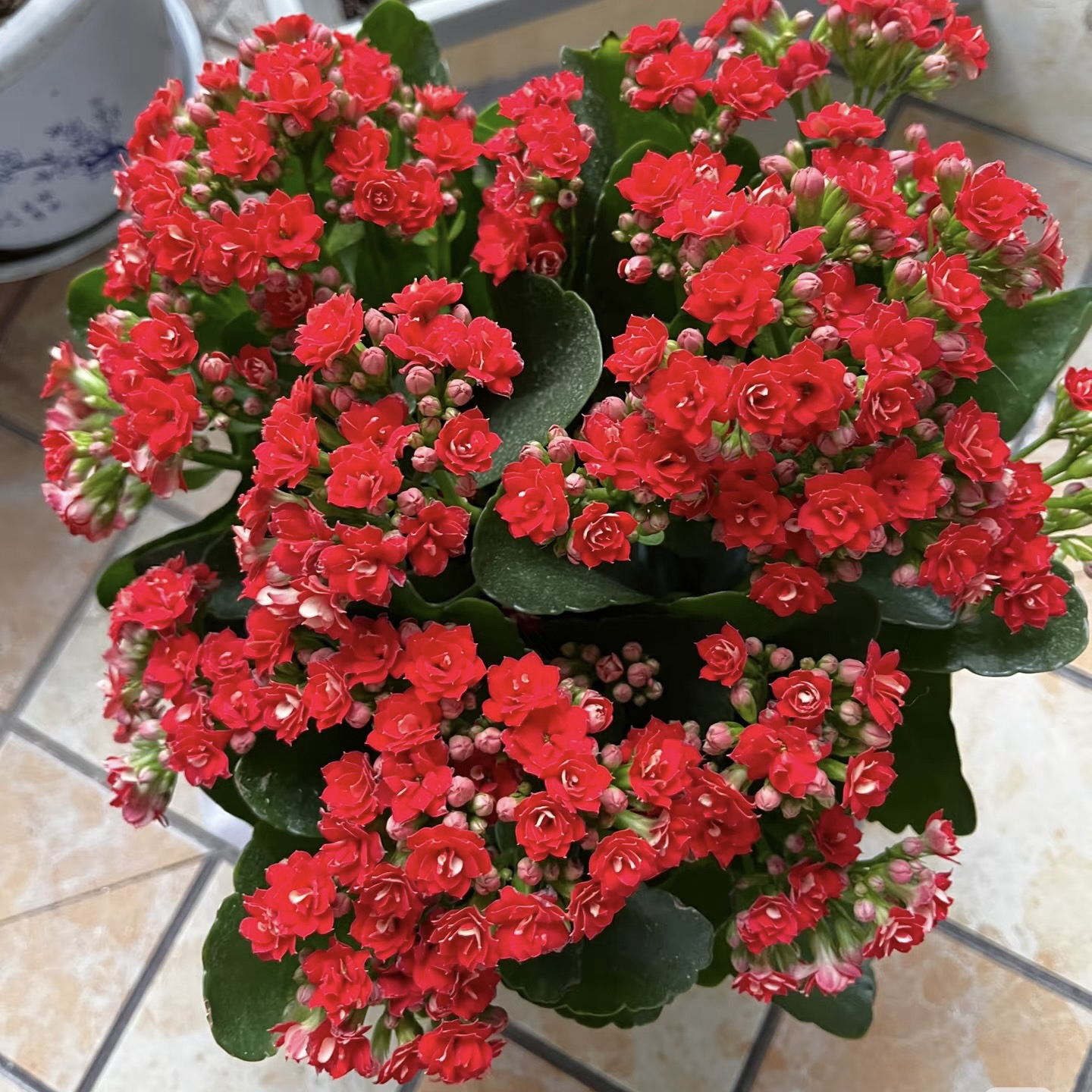 阿玛朵：精品长寿带花苞发货（烂叶黄叶断个别花苞不售后，介意勿拍）