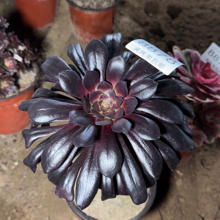 8878黑法多肉植物