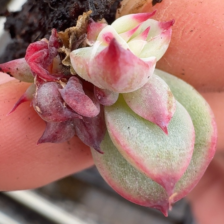 吉娃娃锦一物一拍