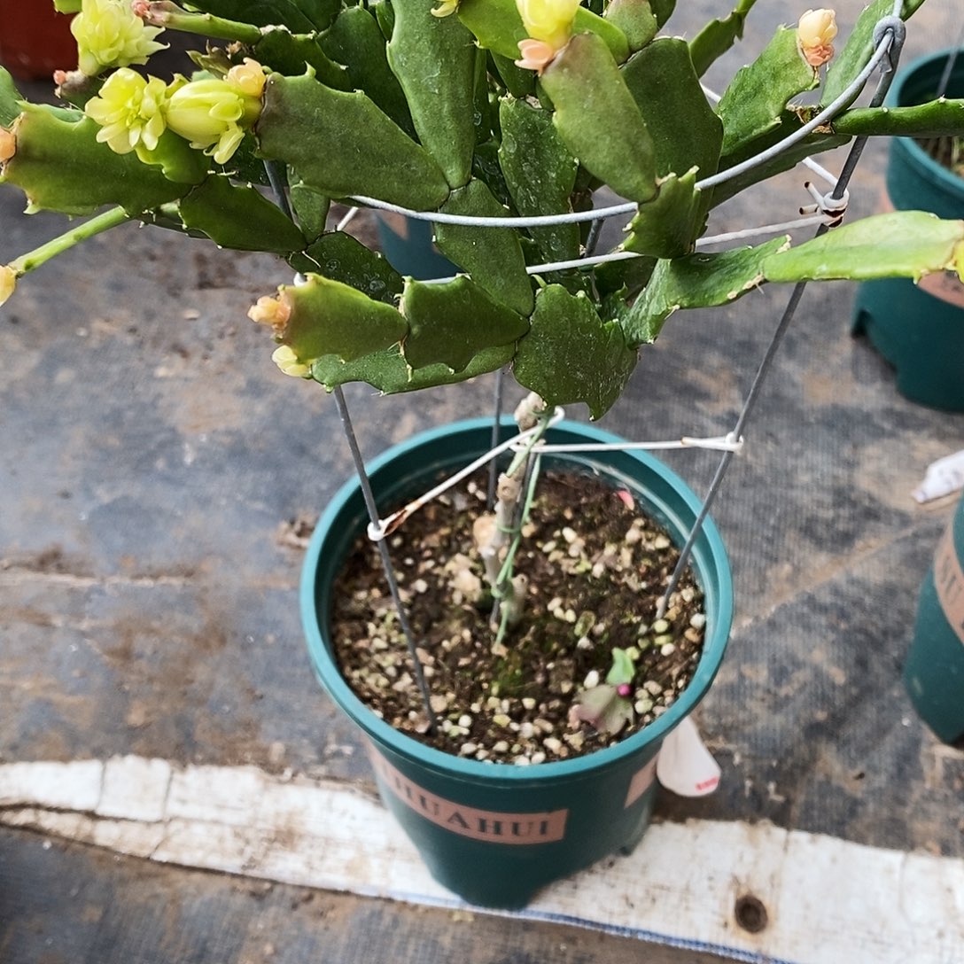 顺***然完全开放福利款单层