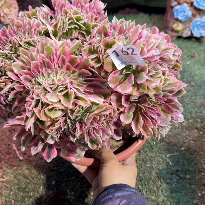 糖果女巫法师锦缀化有伤162