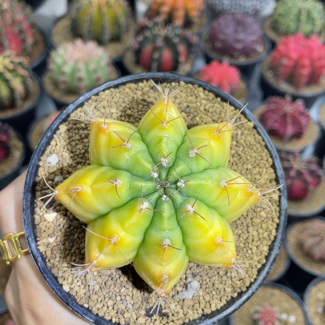 柠檬米哈星球000000003