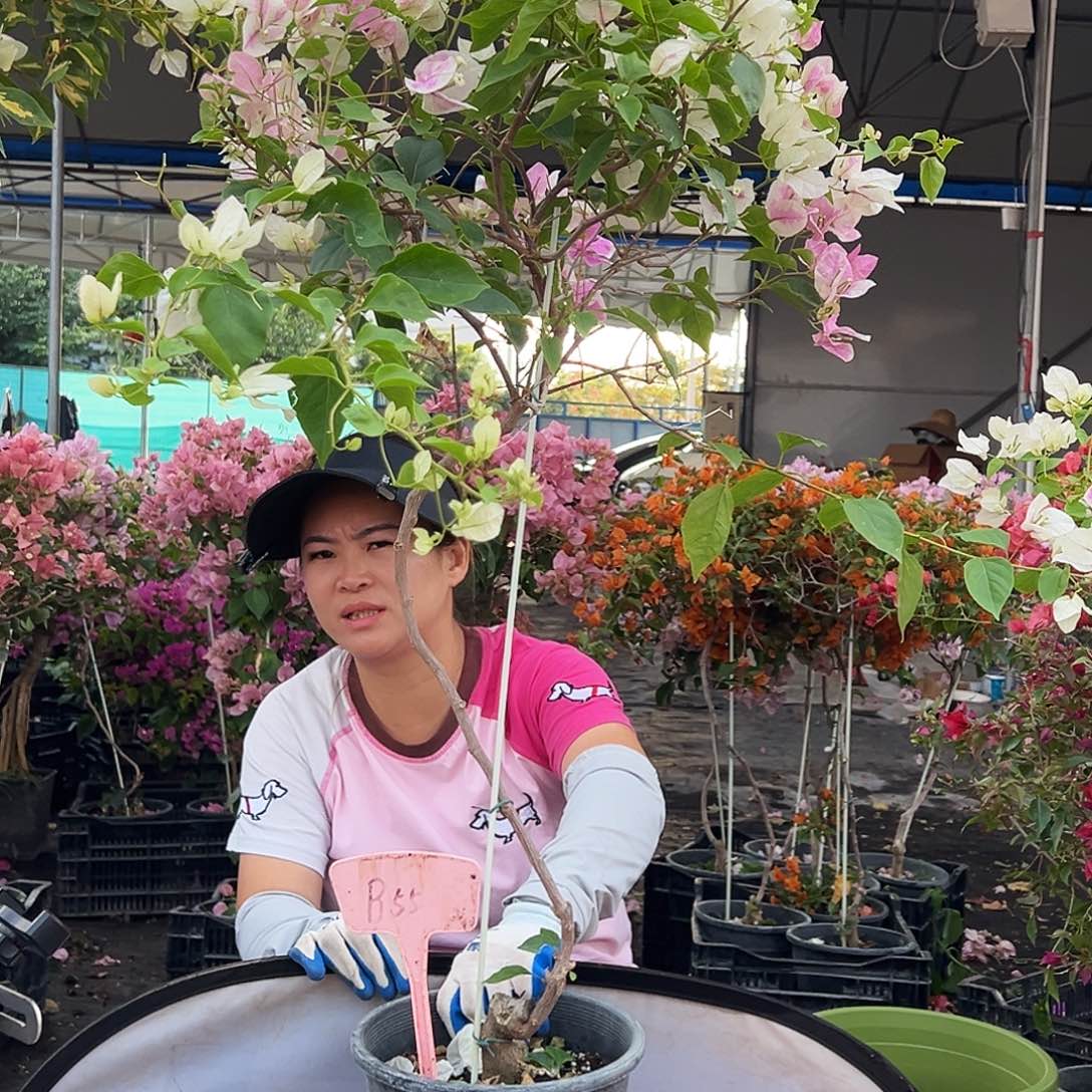 琦***大部分花苞少量开放B55红樱