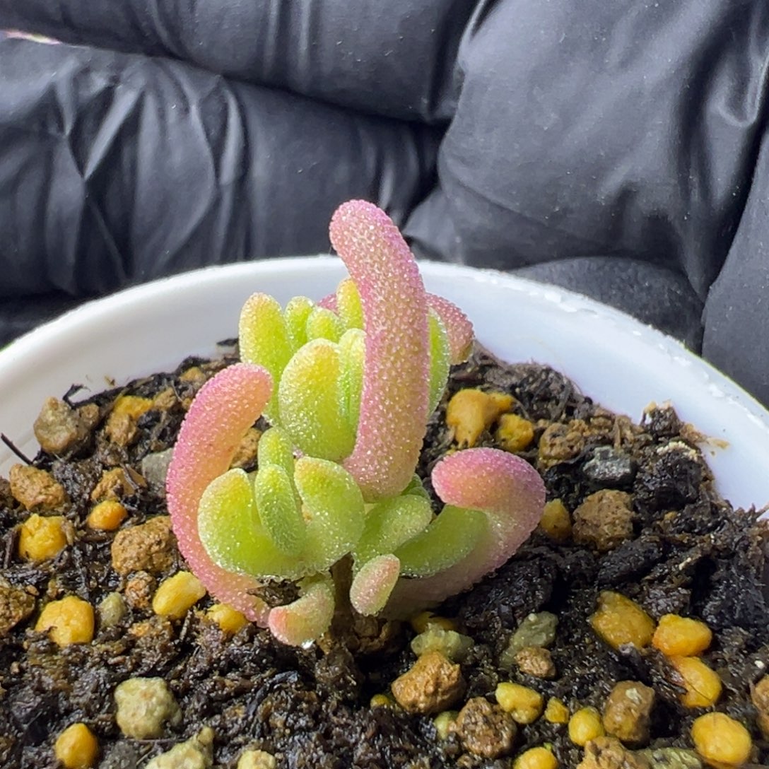 多肉植物枝干钻石黄锦