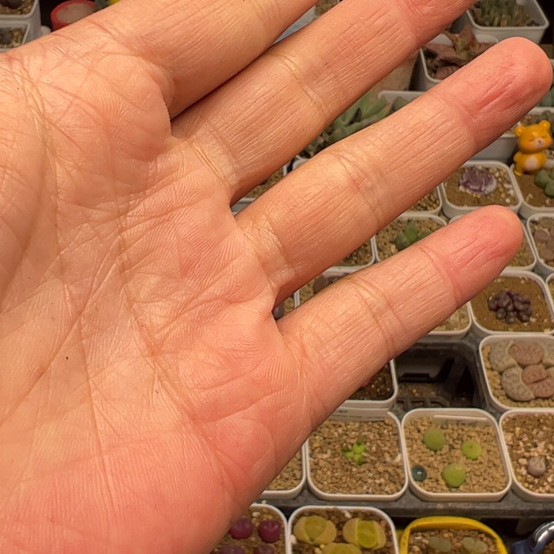 拍一发2袋土多肉土