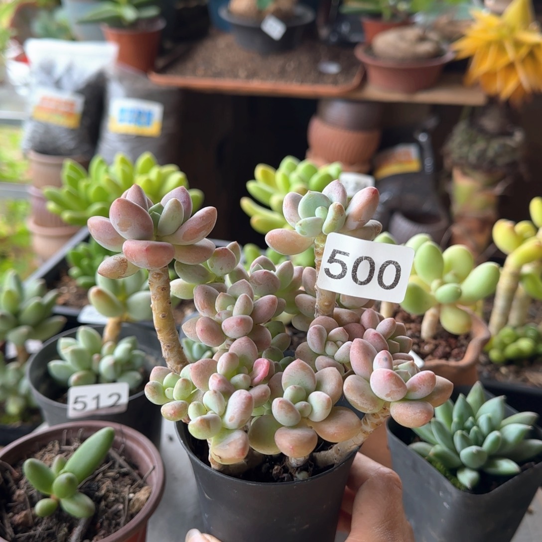500号 一物一拍 一物一拍