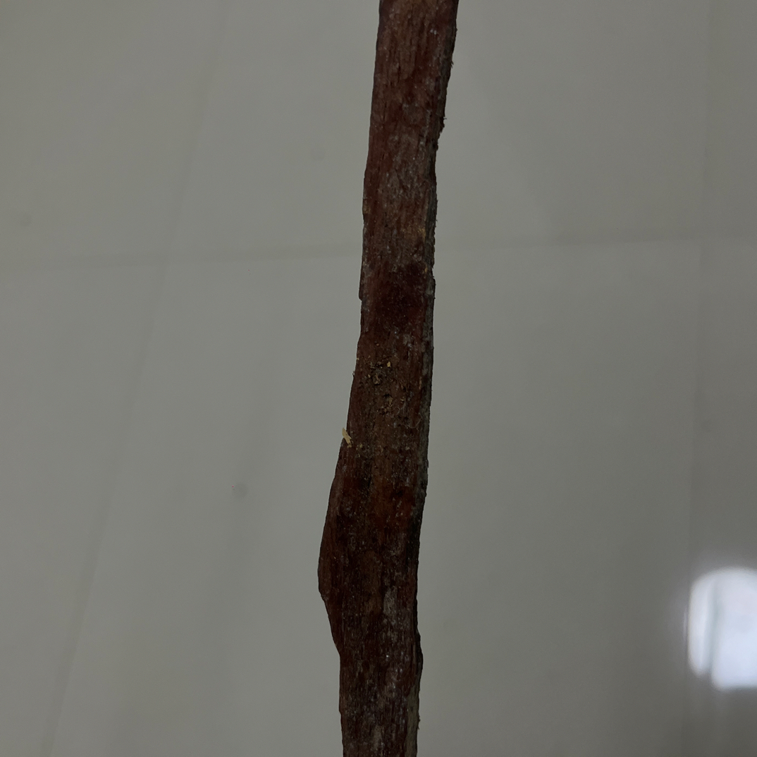 海南降真香小片料