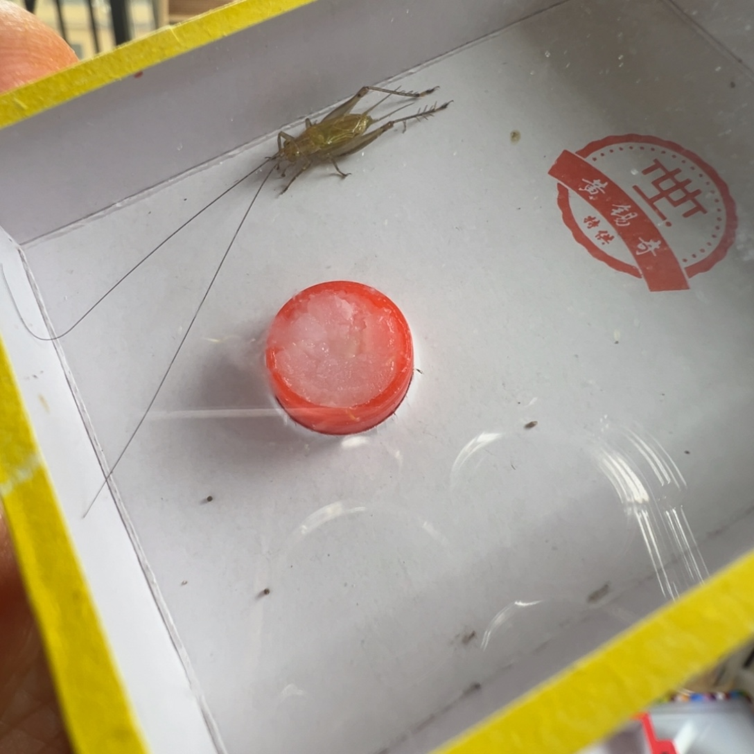 蟋蟀一只黄老师长须冬黄