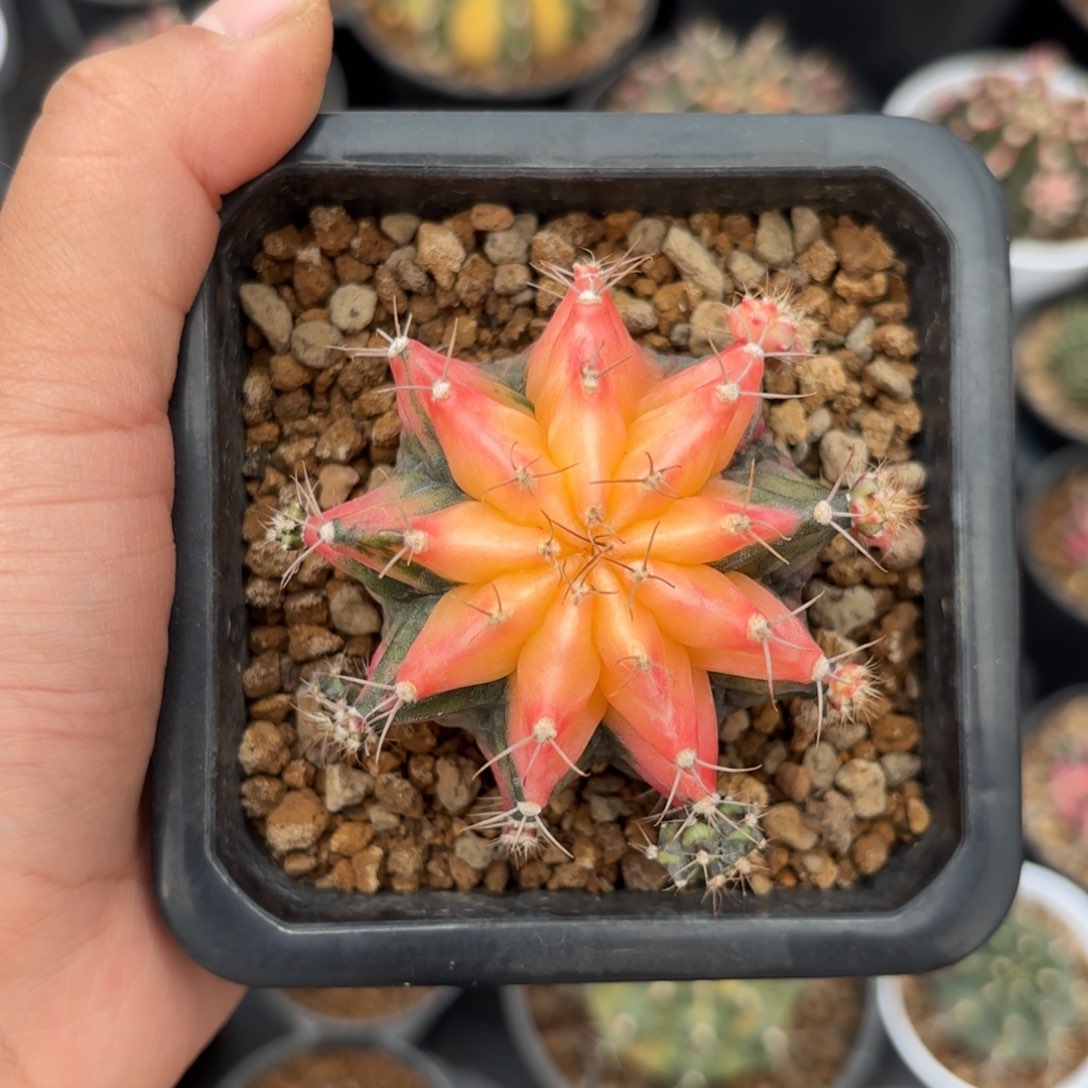 泰系实生海神锦仙人球10