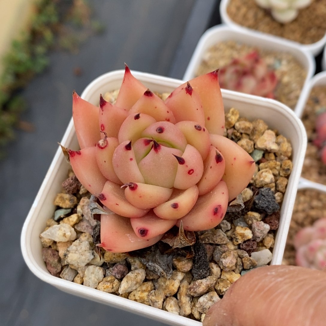 精品多肉一物一拍不包整148