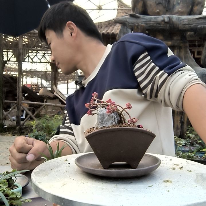 ?***?小盆景小植物一物一拍114