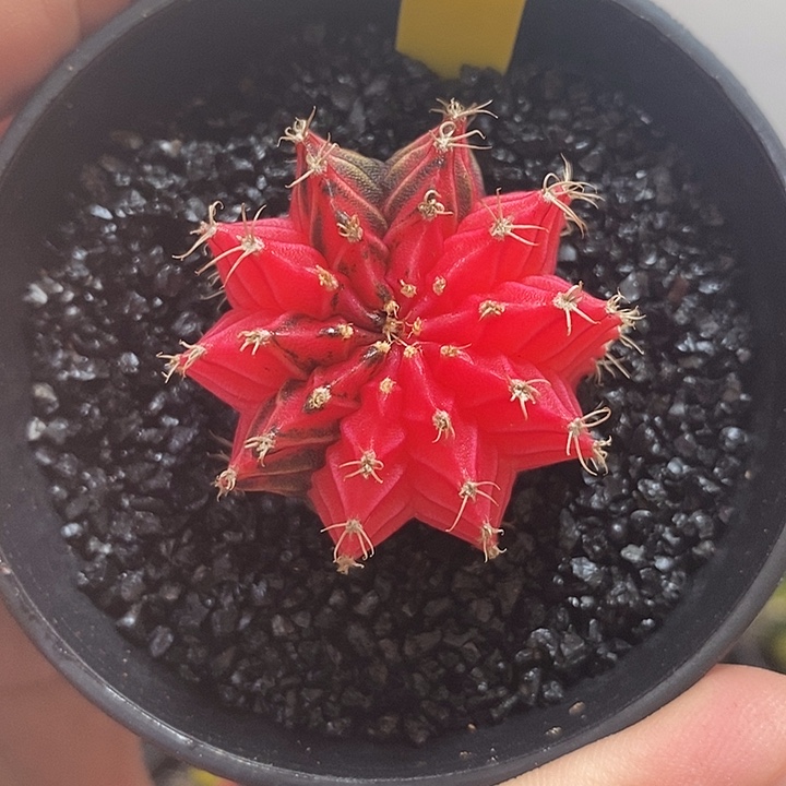 精品米哈—脱土发货45